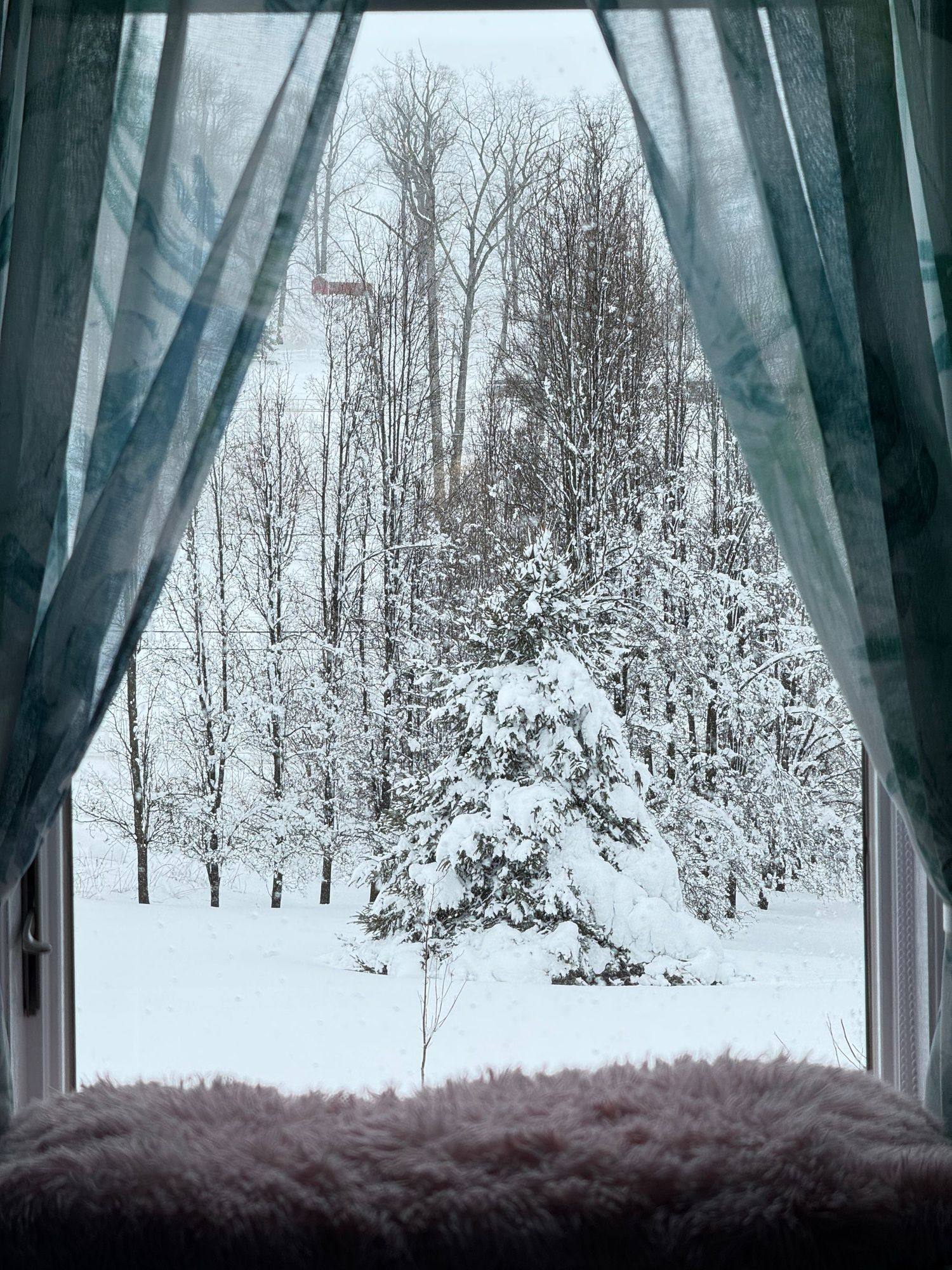 A snowy garden seen through a curtained window